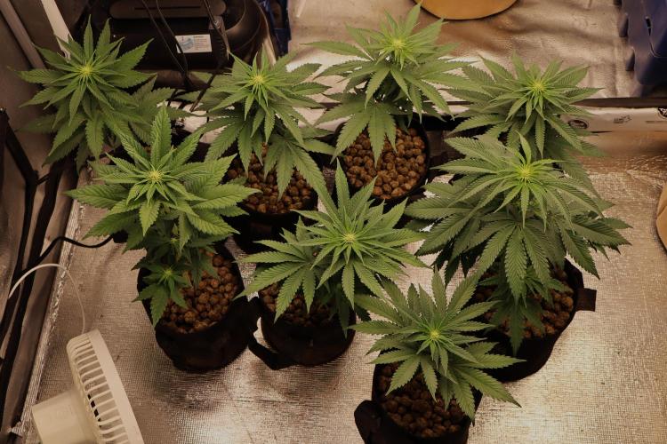 DeliciouS Cookies 11x. Week 7