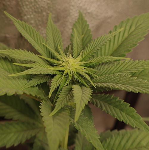 DeliciouS Cookies 11x. Week 7
