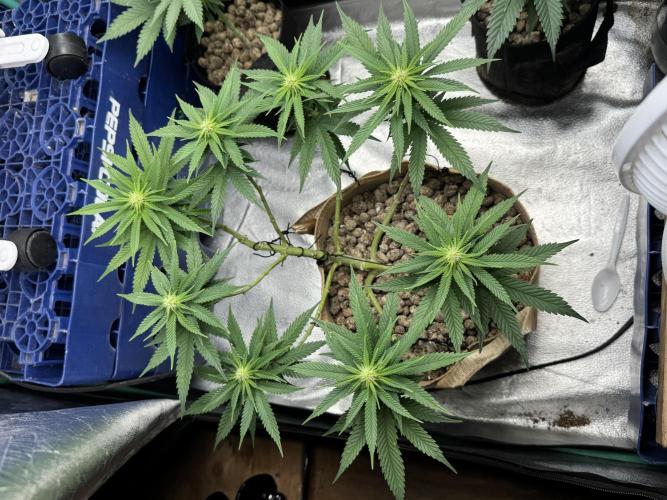 Delicious Cookies #3. Week 10