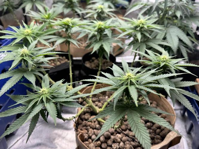 Delicious Cookies #3. Week 10