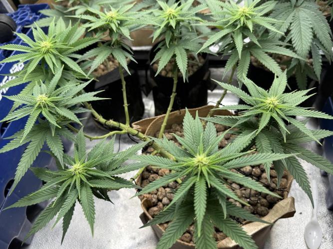 Delicious Cookies #3. Week 10