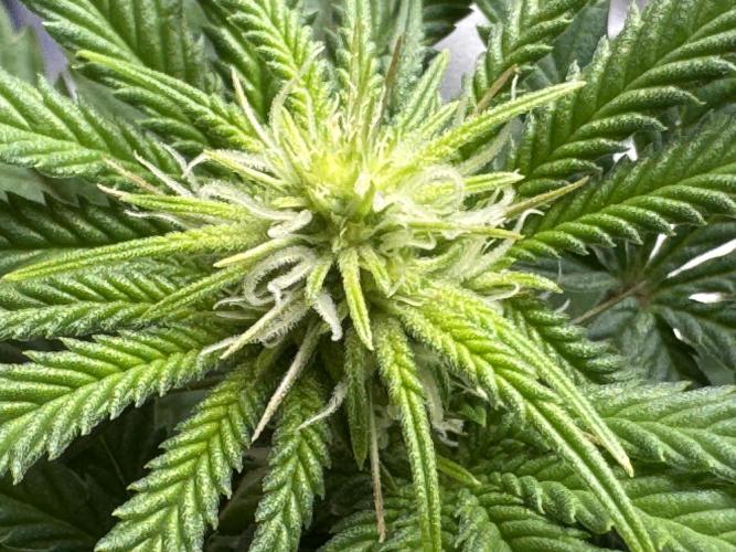 Delicious Cookies #3. Week 10