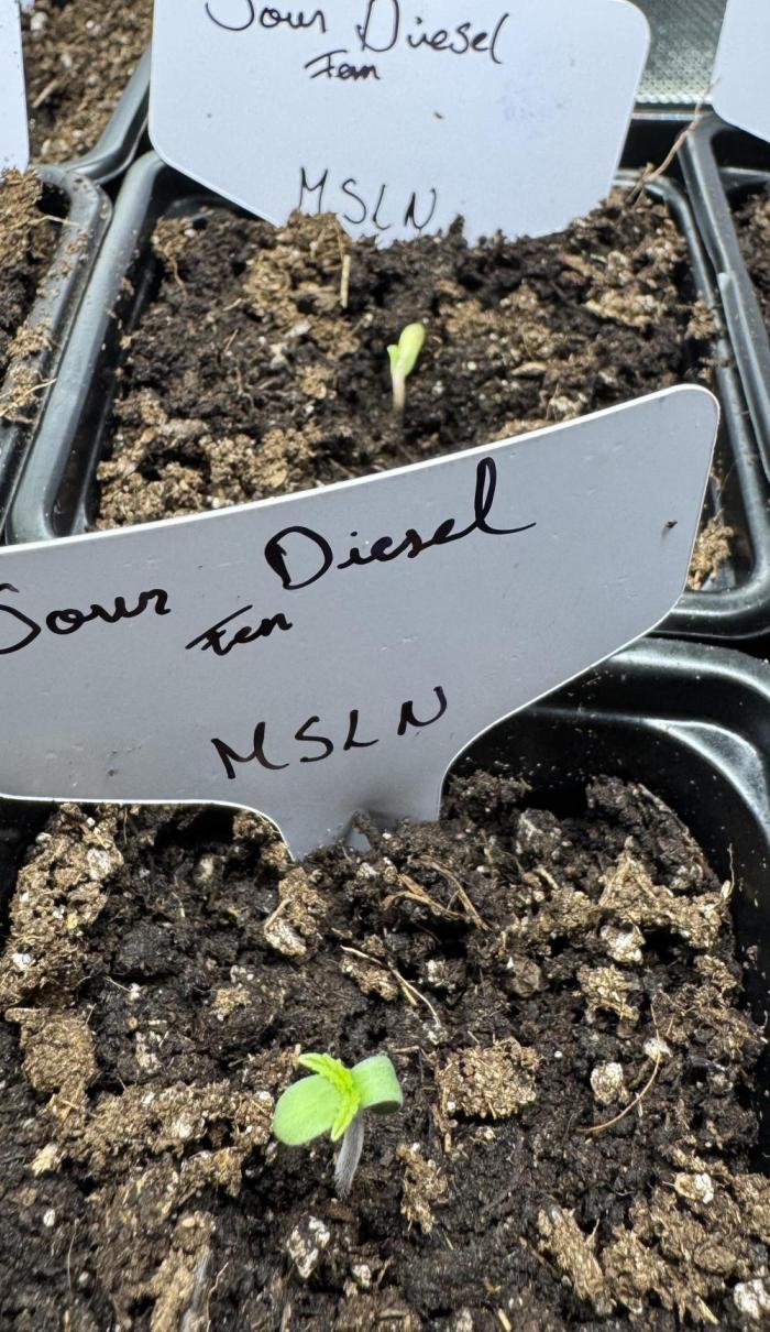 Sour Diesel. Week 0
