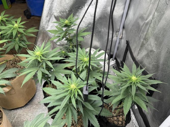DeliciouS Cookies 11x. Week 8