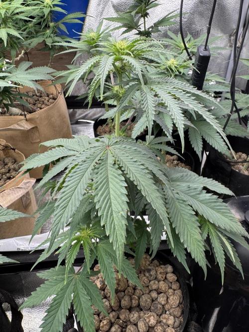 DeliciouS Cookies 11x. Week 8