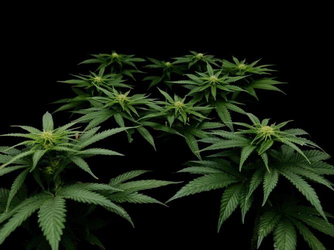 DeliciouS Cookies 11x. Week 8