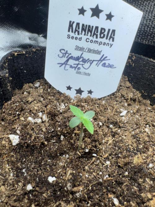 Strawberry Haze Auto. Week 1