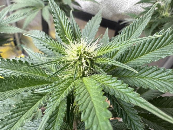 Sunset Sherbet Go Fast. Week 16