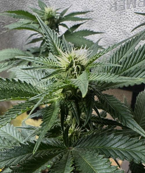 Sunset Sherbet Go Fast. Week 16