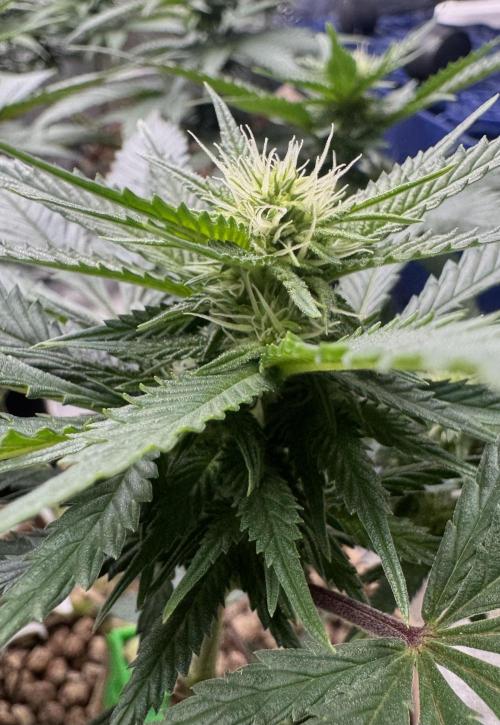 Sunset Sherbet Go Fast. Week 16