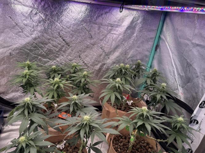 Sunset Sherbet Go Fast. Week 16