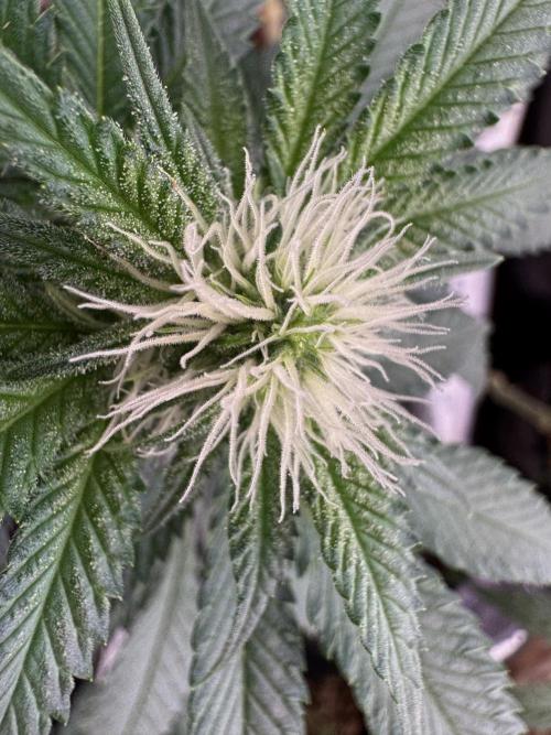 Sunset Sherbet Go Fast. Week 16