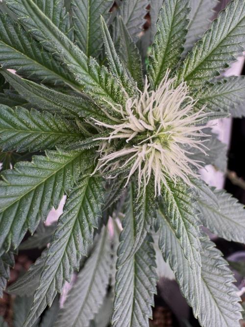 Sunset Sherbet Go Fast. Week 16