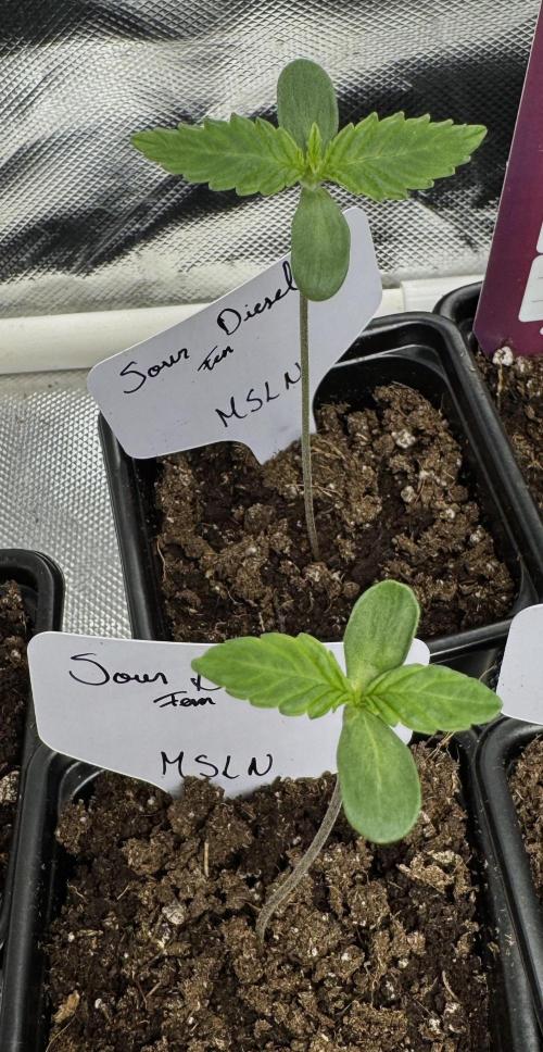 Sour Diesel. Week 1