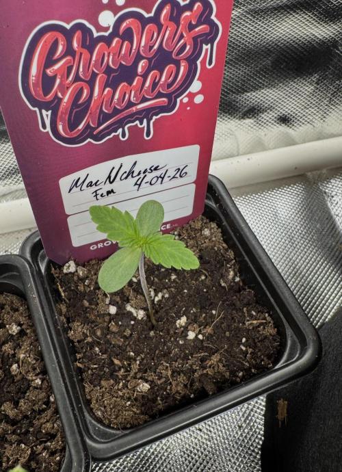 MacNcheese. Week 1