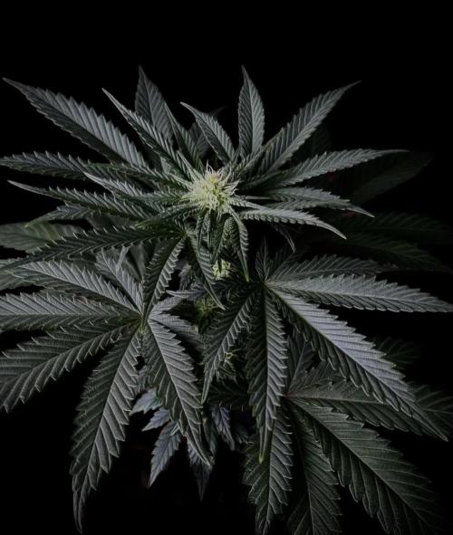 DeliciouS Cookies 11x. Week 8