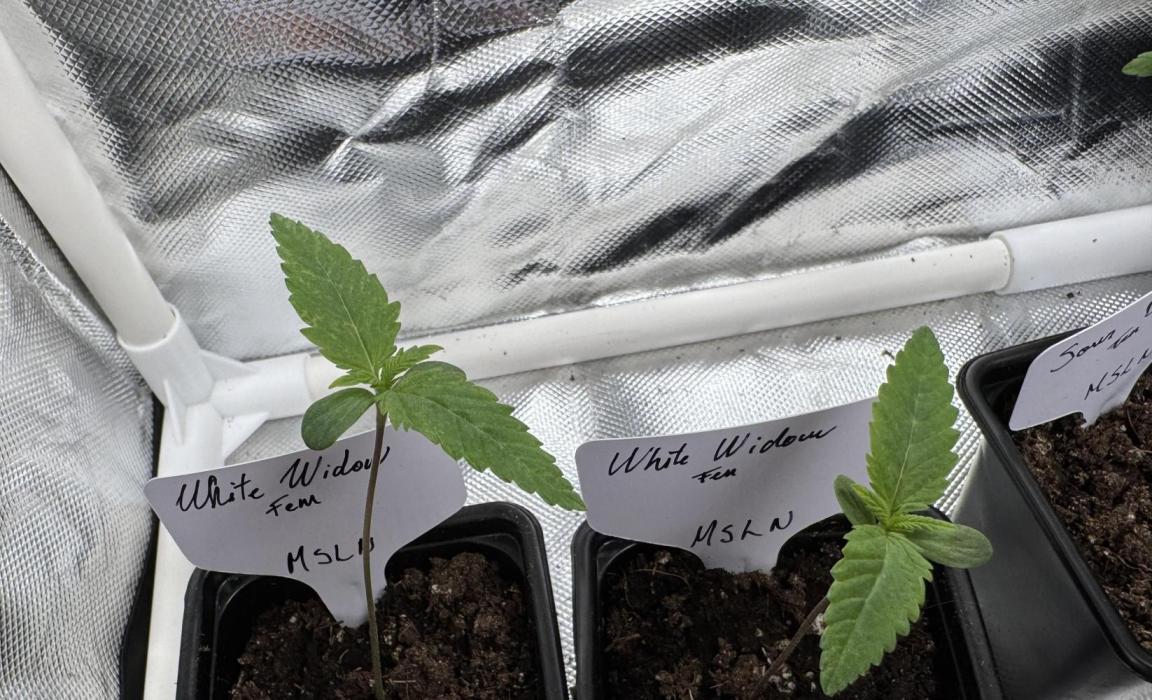White Widow. Week 1