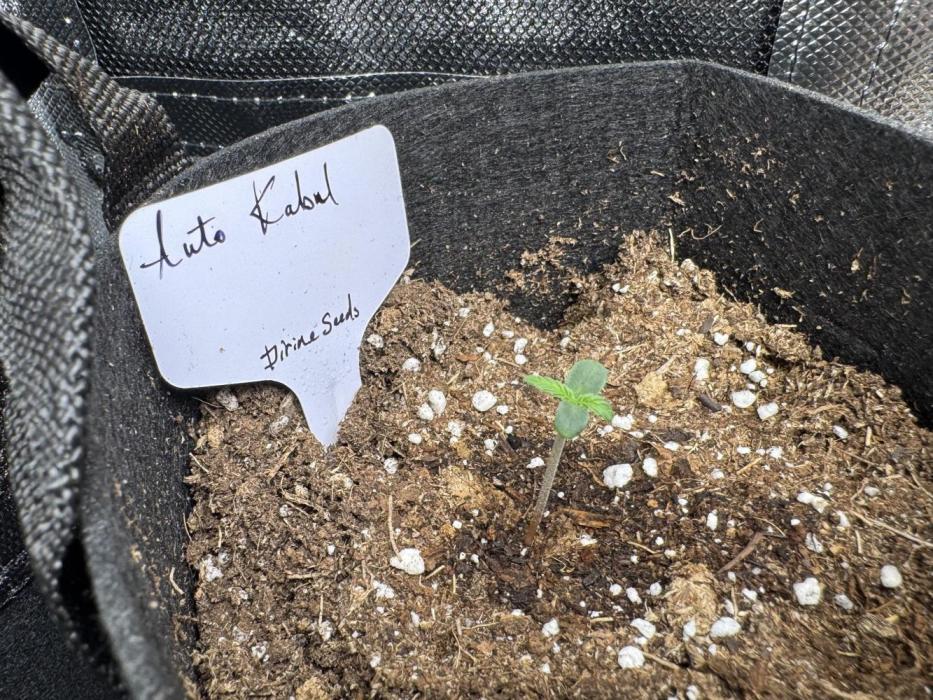 Auto Kabul. Week 1