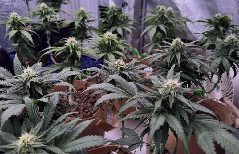 Sunset Sherbet Go Fast. Week 17
