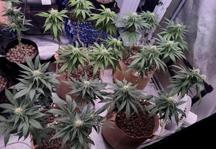 Sunset Sherbet Go Fast. Week 17