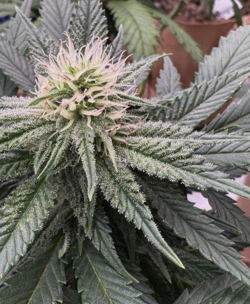 Sunset Sherbet Go Fast. Week 17