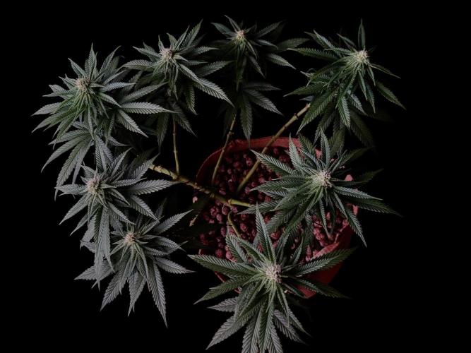 Delicious Cookies #3. Week 11