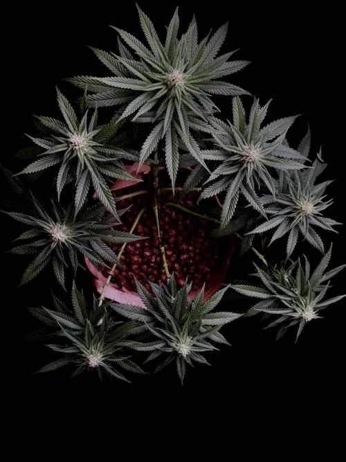 Delicious Cookies #3. Week 11