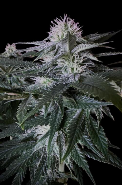 Sunset Sherbet Go Fast. Week 17