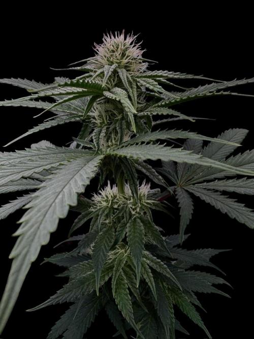 DeliciouS Cookies 11x. Week 9