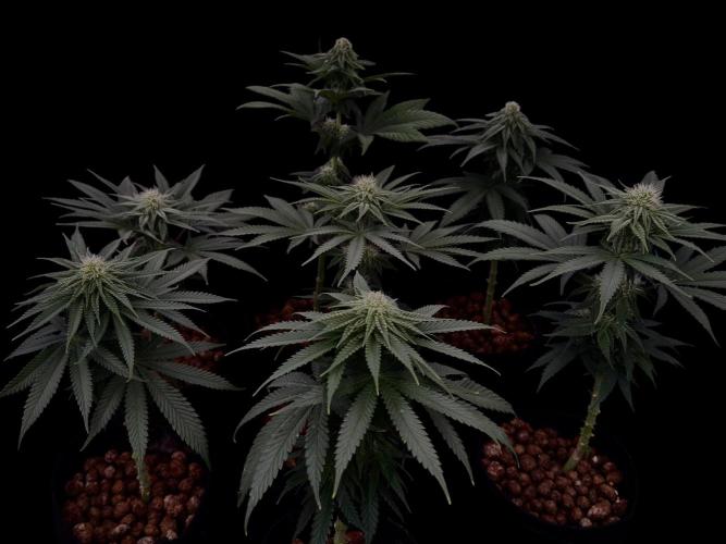 DeliciouS Cookies 11x. Week 9