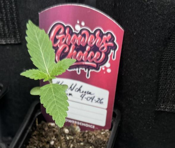 MacNcheese. Week 2