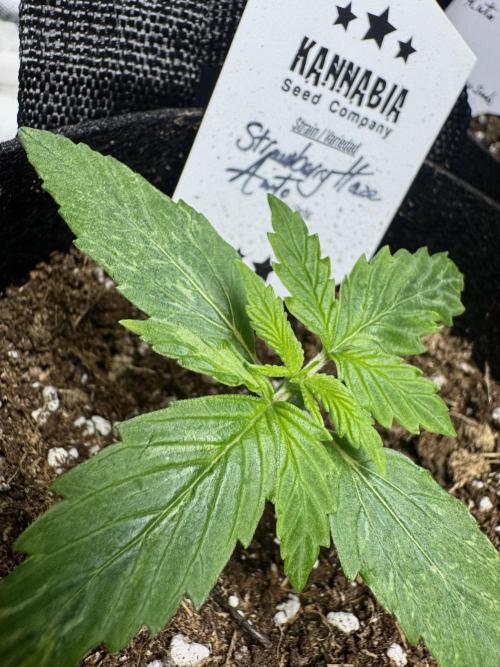 Strawberry Haze Auto. Week 2