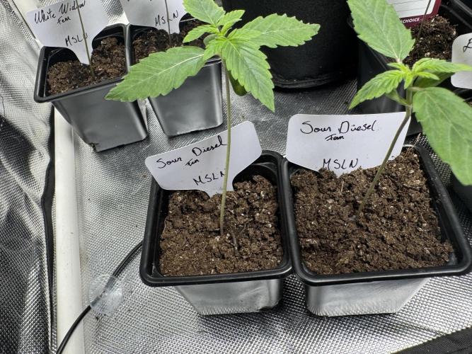 Sour Diesel — week 2