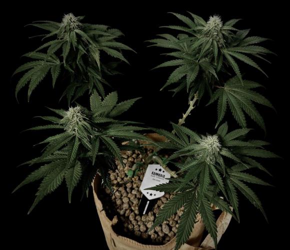 Sunset Sherbet Go Fast. Week 17