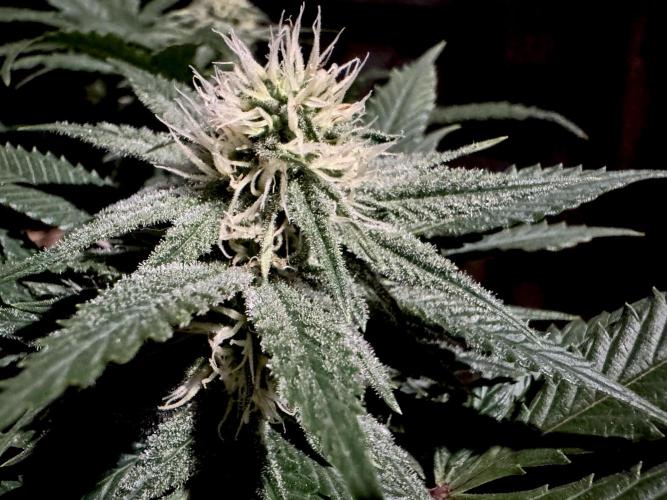 Sunset Sherbet Go Fast. Week 17