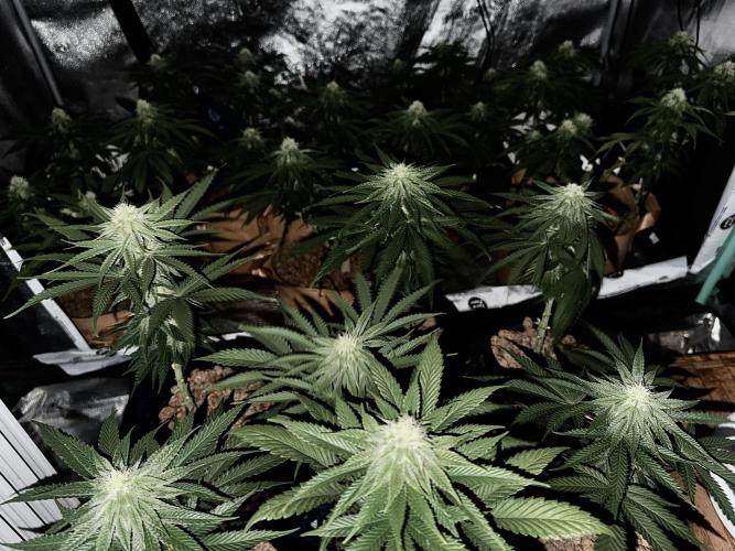 DeliciouS Cookies 11x. Week 9