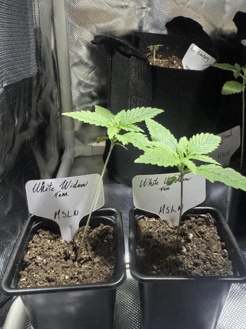 White Widow. Week 2