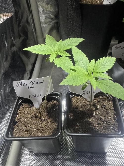 White Widow. Week 2
