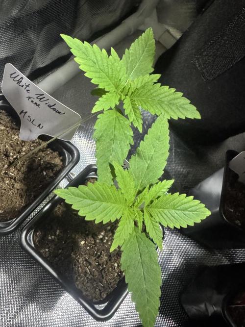 White Widow. Week 2