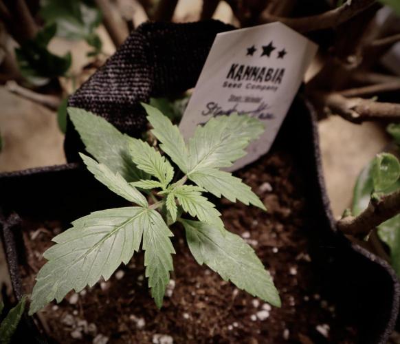 Strawberry Haze Auto. Week 2