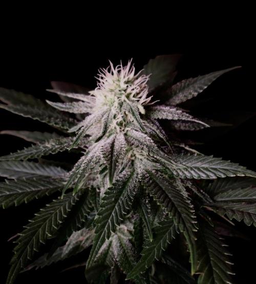 Sunset Sherbet Go Fast. Week 17