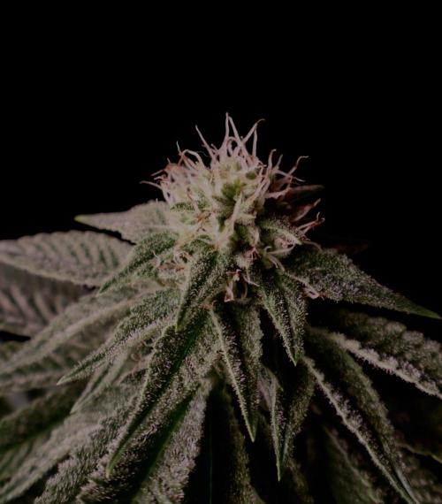 DeliciouS Cookies 11x. Week 9