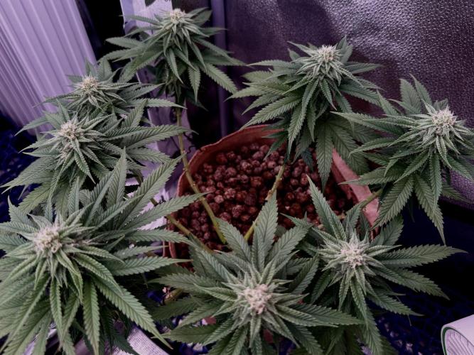 Delicious Cookies #3. Week 11