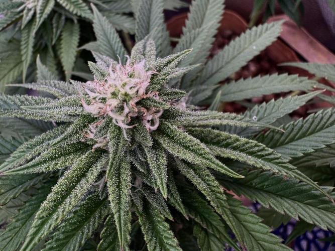 Delicious Cookies #3. Week 11