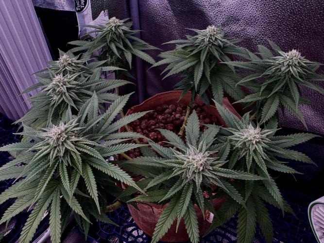 Delicious Cookies #3. Week 11