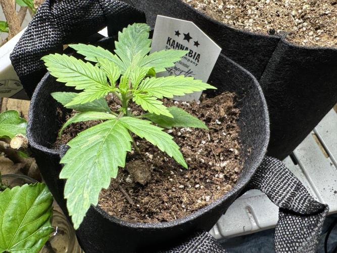 Strawberry Haze Auto. Week 2