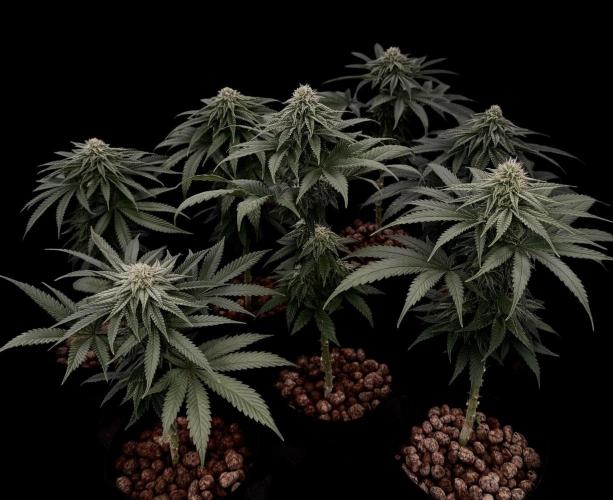 DeliciouS Cookies 11x. Week 9
