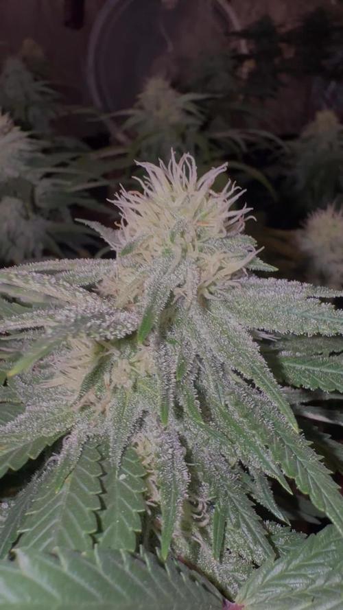 Sunset Sherbet Go Fast
