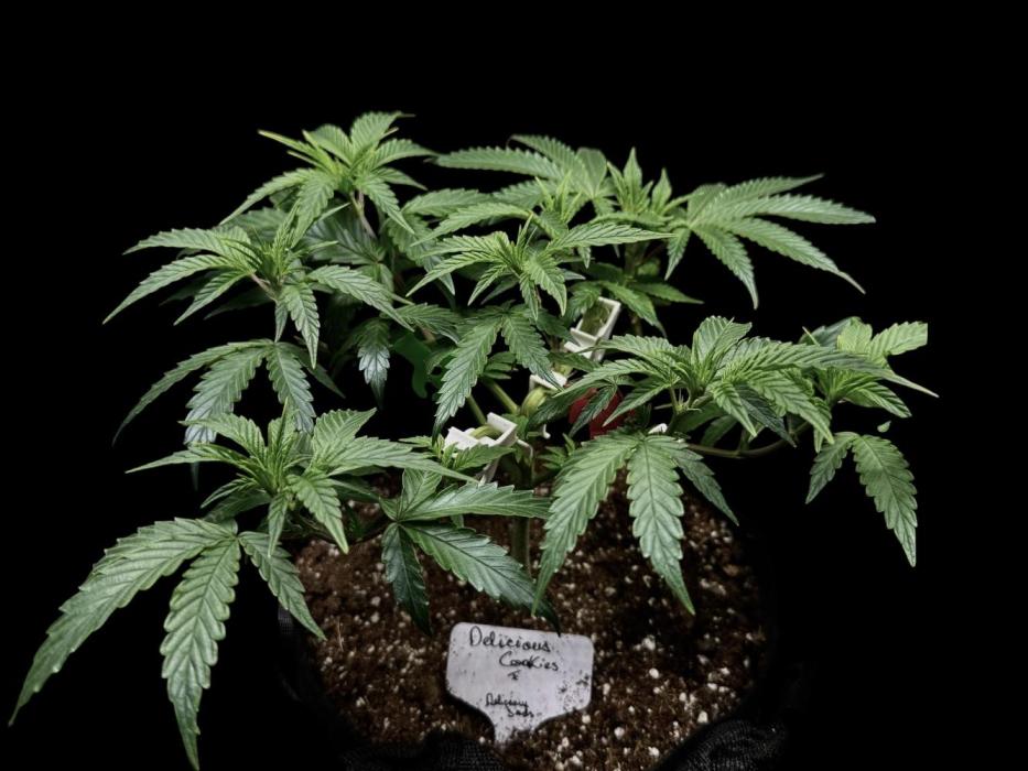 Delicious Cookies rêves. Week 10