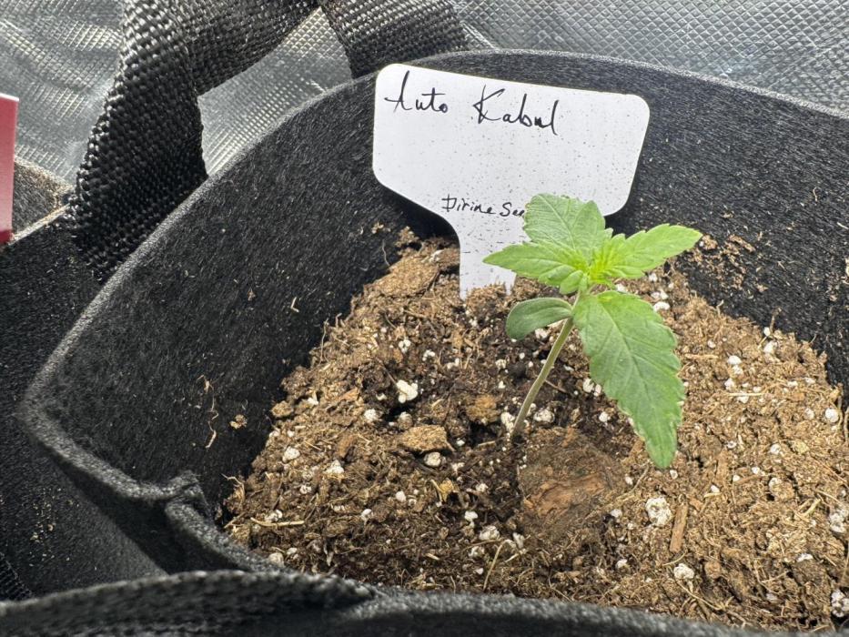 Auto Kabul. Week 2